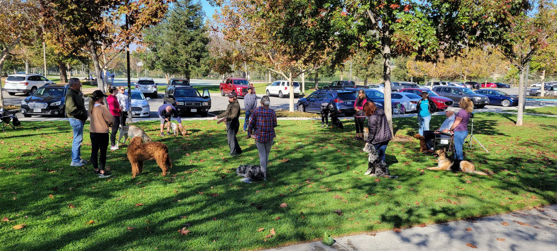 A group of people walking their dogs in the park.