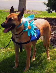 A dog with a blue flower on its harness.