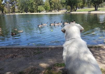 A dog looking at ducks swimming in the water.