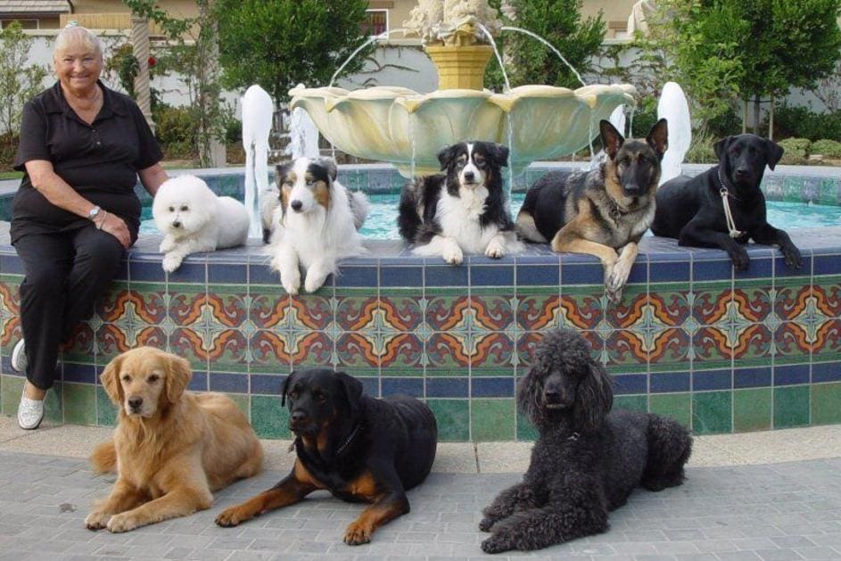A group of dogs sitting on top of a pool.