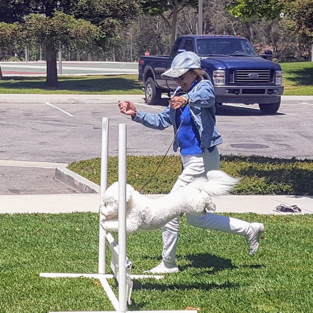 A man and his dog are playing with an obstacle course.