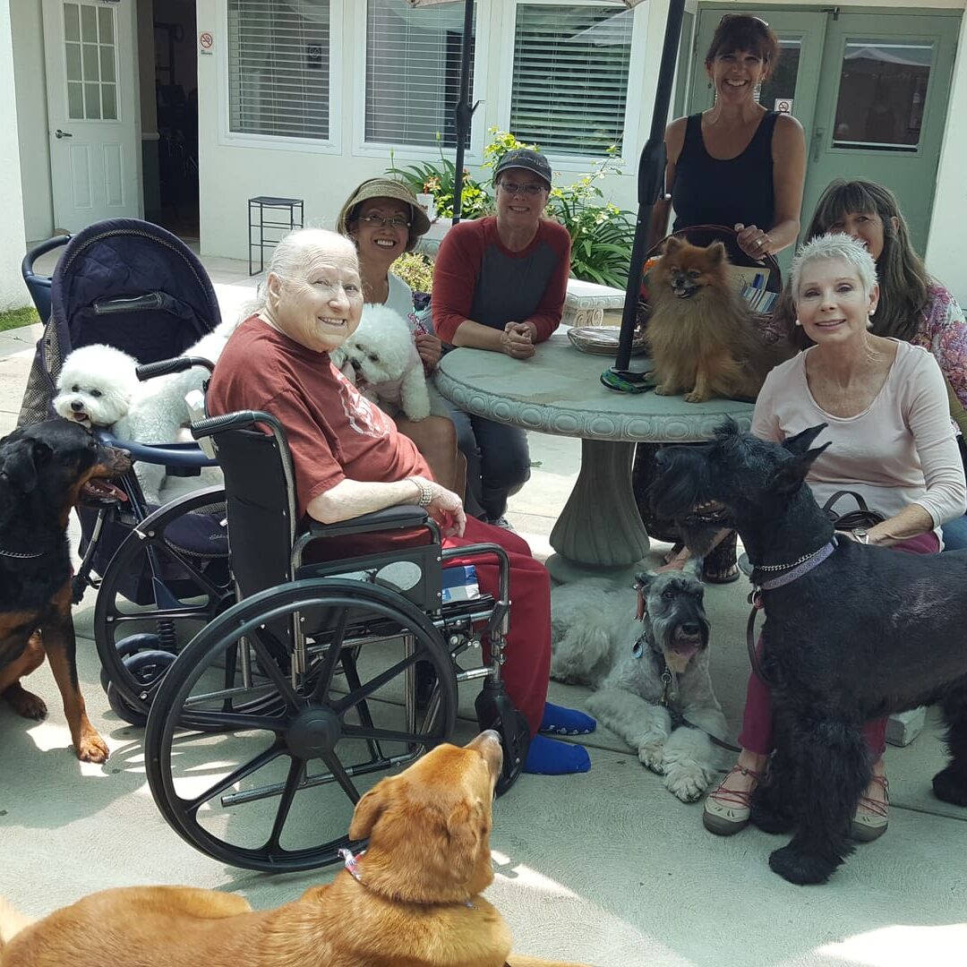 A group of people and their dogs sitting on the porch.